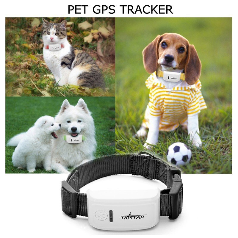 أفضل أجهزة تتبع حيوانات لمراقبة حيوانك الأليف في كل مكان